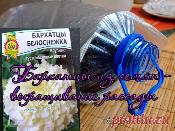 Бархатцы из семян — когда сажать и как сеять бархатцы на рассаду | Дачный дизайн от Наталии