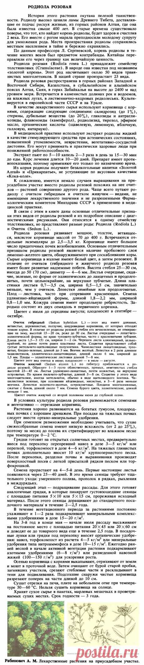 Родиола розовая