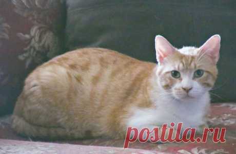 Кот с рулоном от скотча на шее… Что может быть печальнее? К счастью, жизнь Валентина сейчас совсем другая