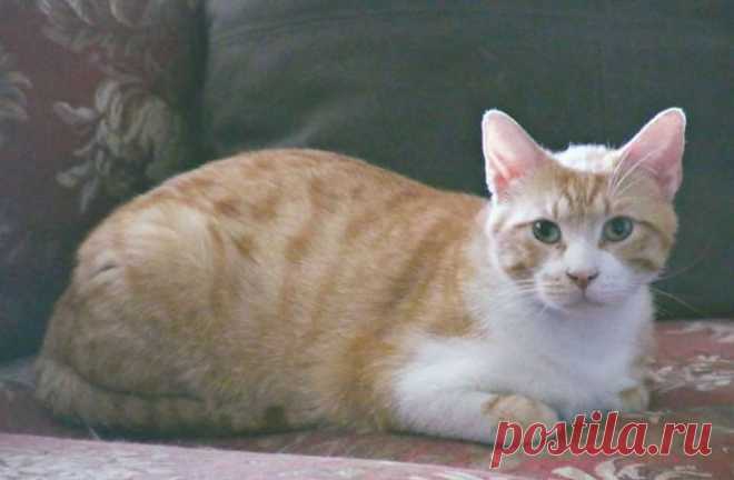 Кот с рулоном от скотча на шее… Что может быть печальнее? К счастью, жизнь Валентина сейчас совсем другая