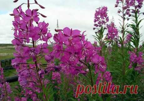 (89) Одноклассники