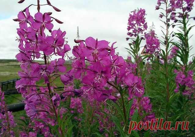 (89) Одноклассники