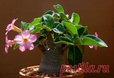 Адениум – уход в домашних условиях. Выращивание адениума, пересадка и размножение. Описание, виды. Фото – Flowertimes.ru Адениум – как правильно посадить и вырастить растение дома. Выращивание адениума: температура, полив и уход в домашних условиях. Пересадка и размножение адениума.