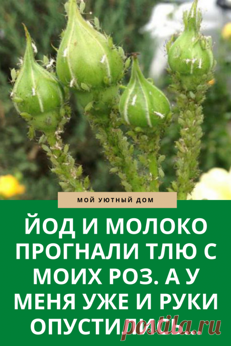 Как легко и быстро прогнать тлю из роз