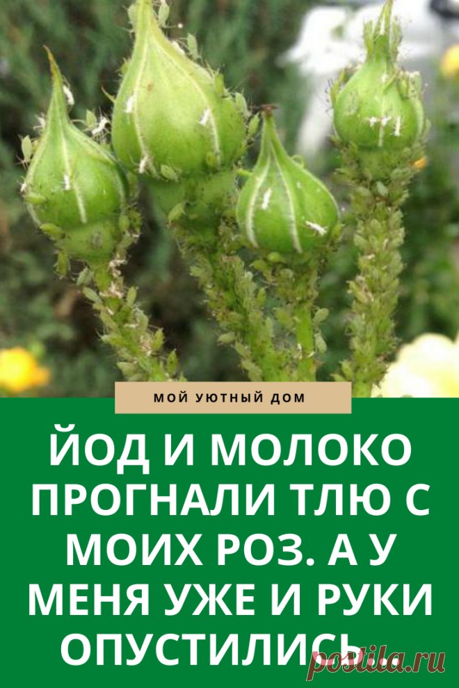Как легко и быстро прогнать тлю из роз