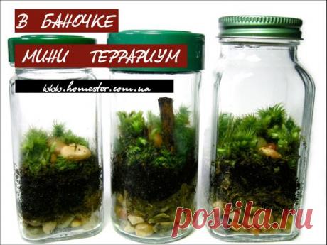 Мини террариум