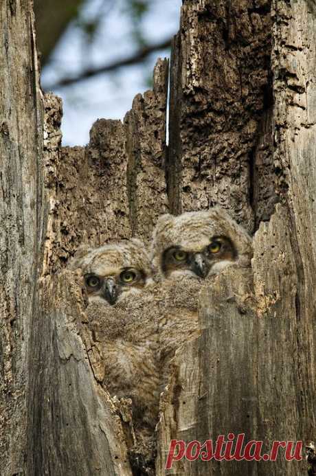 camouflage.... | Birds of a Feather...
