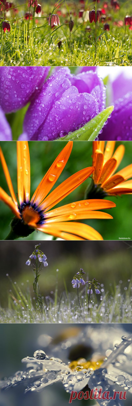 Какой бывает роса на траве? | Newpix.ru - позитивный интернет-журнал