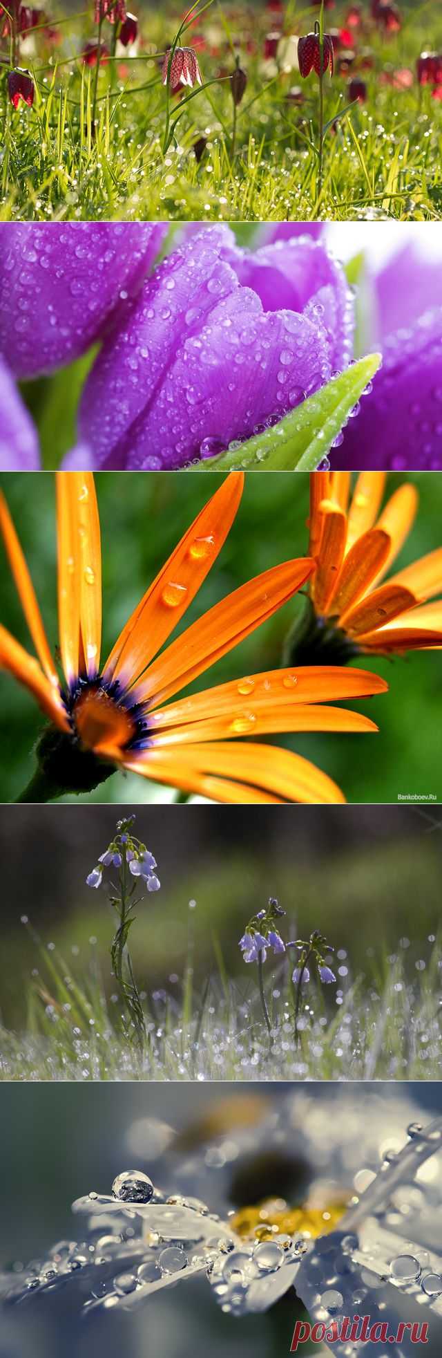 Какой бывает роса на траве? | Newpix.ru - позитивный интернет-журнал