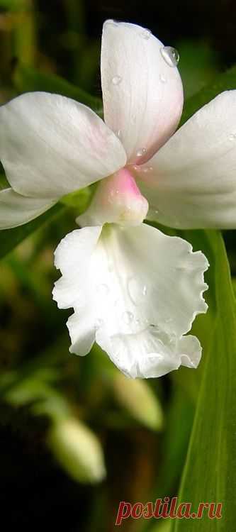 Google+ – #flowers