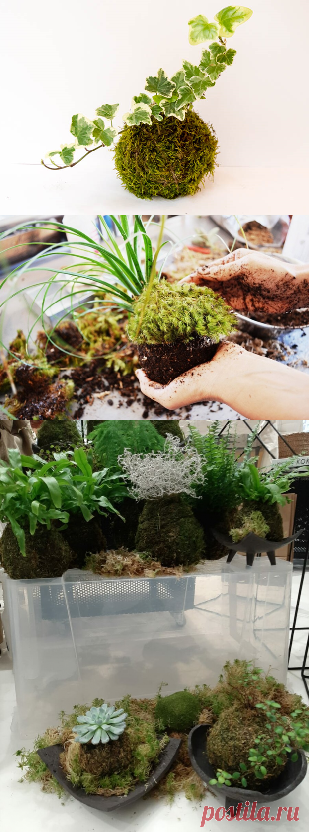 Делаем кокедаму самостоятельно | 🌿Агроблог ▶ Мария Визирская | Яндекс Дзен