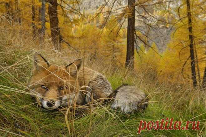 National Geographic: лучшие фото этого года