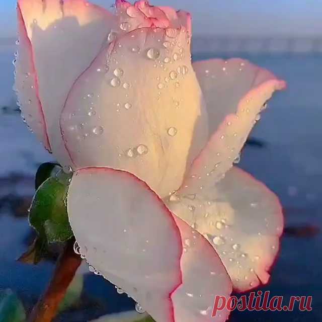 Добрый вечер, друзья! ⠀
🌾🌻🌿🌼🌱️ Роза, как живая. Придумайте своё название. ⠀ ⠀
⠀
Благодарим: ⭐⭐⭐ @samrat_fyp ⭐⭐⭐
⠀
🔝 ВОКРУГ СВЕТА 🔝✔ рекомендует посмотреть галерею автора👌👌👌. ⠀

◾◾◾◾◾◾◾◾◾◾◾◾

⭕ @vokrugsvet - лучшие кадры со всего мира. ❤️👍 

➖➖➖➖➖➖➖➖➖➖➖➖➖

⭕ @natureofrussia.ru - самые красивые фотографии. 😍📷🌴 

➖➖➖➖➖➖➖➖➖➖➖➖➖

⭕ Здесь может быть Ваша реклама 😍❤🍾

◾◾◾◾◾◾◾◾◾◾◾◾
⠀
⭕ Не забудьте подписаться на нас @natureofrussia.ru и включить уведомления 🔔 чтоб...
