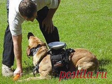 Создана система дистанционного управления собаками