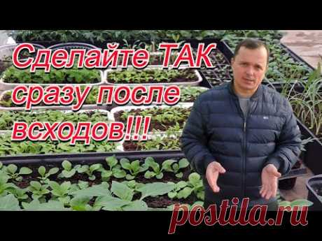Крепкая и коренастая рассада- сделайте ТАК сразу после всходов!