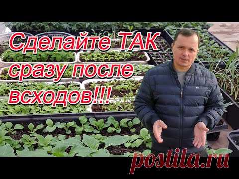 Крепкая и коренастая рассада- сделайте ТАК сразу после всходов!
