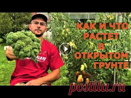 В гостях на участке вогороде про  Июль, обзор открытого грунта Обзор огорода в июле. Подмосковье открытый грунт.Помощь каналу, карта Сбербанка - 4276 3800 7513 3459На канале: Наталья Сморчкова и другие авторы из р...
