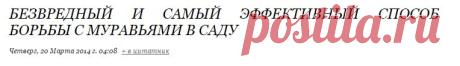 безвредный и самый эффективный способ борьбы с муравьями в саду