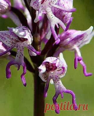 (16) Facebook