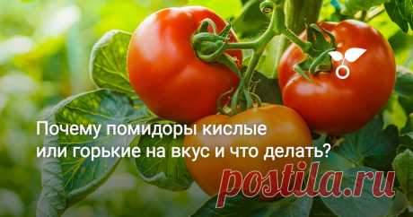Почему помидоры кислые или горькие на вкус и что делать? Давайте разберемся, почему помидоры вырастают невкусными. Какие условия вливают на уровень кислоты и горечи у томатов, и можно ли сделать помидоры слаще?