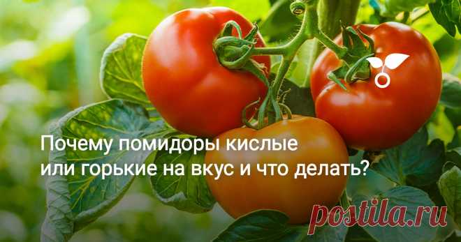 Почему помидоры кислые или горькие на вкус и что делать? Давайте разберемся, почему помидоры вырастают невкусными. Какие условия вливают на уровень кислоты и горечи у томатов, и можно ли сделать помидоры слаще?