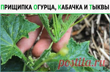 Прищипка огурца, кабачка и тыквы

Прищипывание огурцов в открытом грунте
В домашних условиях огурцы лучше выращивать на шпалере или специальной сетке. Для новичков огородников очень важно знать, нужно ли проводить прищипку или нет. На вертикально расположенных побегах необходимость выполнения приема видна лучше.
Правила формирование куста огурцов:
Формирование 7-8 листьев на центральном побеге без появления боковых побегов свидетельствует о необходимости проведения прищипы...