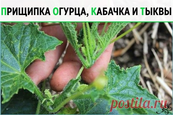 Прищипка огурца, кабачка и тыквы

Прищипывание огурцов в открытом грунте
В домашних условиях огурцы лучше выращивать на шпалере или специальной сетке. Для новичков огородников очень важно знать, нужно ли проводить прищипку или нет. На вертикально расположенных побегах необходимость выполнения приема видна лучше.
Правила формирование куста огурцов:
Формирование 7-8 листьев на центральном побеге без появления боковых побегов свидетельствует о необходимости проведения прищипы...