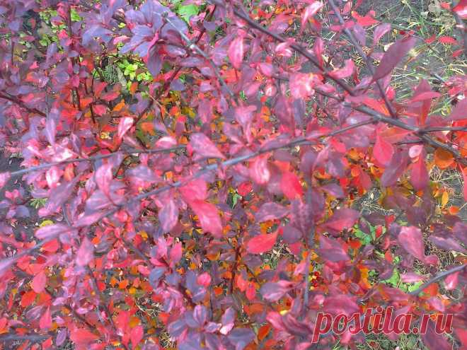 Барбарис Тунберга "Арлекин" (Berberis thunbergii "Harlequin") осенью