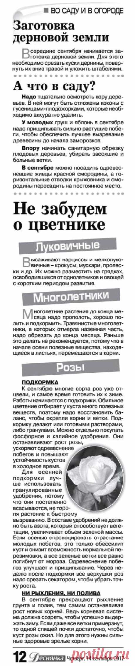 Дачные советы - сентябрь