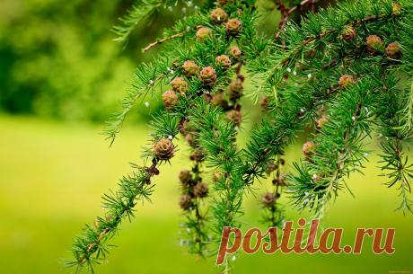 Интересные факты о лиственнице Лиственница – хвойное дерево, относящееся к семейству сосновых. Происходит из умеренных и субарктических районов северного полушария.