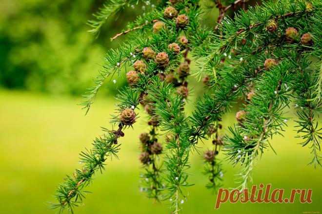 Интересные факты о лиственнице Лиственница – хвойное дерево, относящееся к семейству сосновых. Происходит из умеренных и субарктических районов северного полушария.