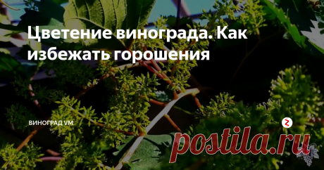 Цветение винограда. Как избежать горошения В этом выпуске я расскажу Вам о периоде цветения винограда и о способах его опыления.
Самый часто задаваемый вопрос мне в этот период, почему на моем винограднике плохо опыляются некоторые сорта винограда, и почему происходит «горошение» винограда.
Для того чтобы полноценно разобраться в этом вопросе в первую очередь нам нужно понимать, что существуют формы винограда с различными типами цветка