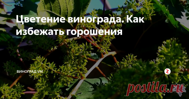 Цветение винограда. Как избежать горошения В этом выпуске я расскажу Вам о периоде цветения винограда и о способах его опыления.
Самый часто задаваемый вопрос мне в этот период, почему на моем винограднике плохо опыляются некоторые сорта винограда, и почему происходит «горошение» винограда.
Для того чтобы полноценно разобраться в этом вопросе в первую очередь нам нужно понимать, что существуют формы винограда с различными типами цветка