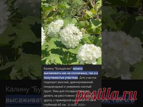 Калина снежный шар или бульденеж!