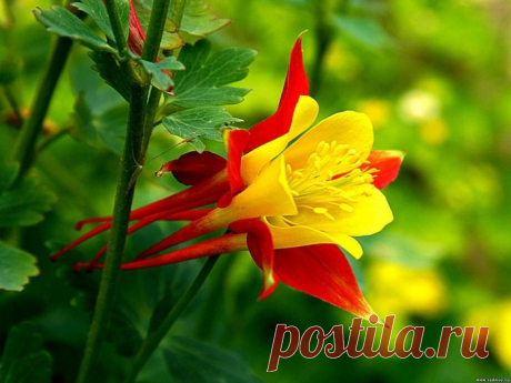 Аквилегия-многолетник для сада...