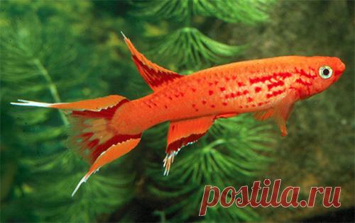 203.jpg (500×315)
Афиосемион южный (Aphyosemion australe)