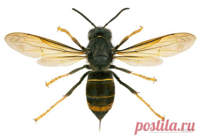 Яд бразильской осы убивает раковые клетки — National Geographic Россия