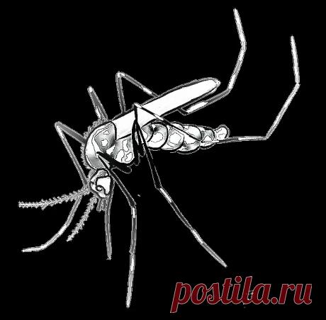 Малярия лихорадка Медицина Здоровье - Журнал полезных советов