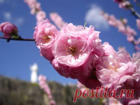 Он мой первый друг! Продукт, который излечил почки и заставил их хорошо работать. — СОВЕТНИК