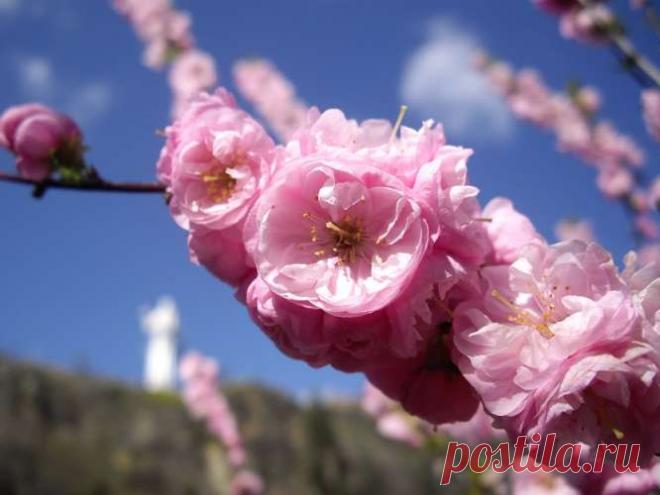 Он мой первый друг! Продукт, который излечил почки и заставил их хорошо работать. — СОВЕТНИК