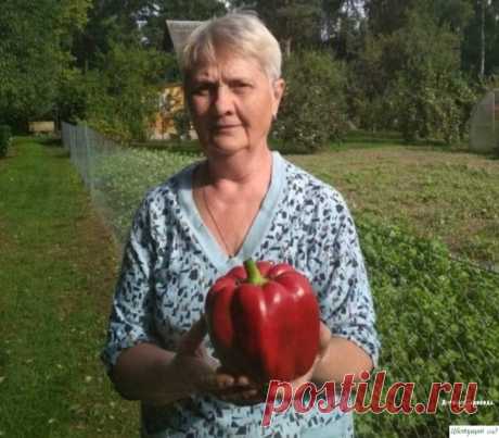 7 пpaвил для paccaды пepцa