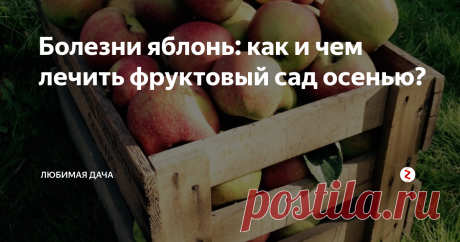 Болезни яблонь: как и чем лечить фруктовый сад осенью?  Иногда садоводы, собрав плоды и разместив их по ящикам на хранение, успокаиваются и забывают проверять фрукты. Я же советую всем огородникам почаще осматривать урожай, а именно яблоки, потому что по их виду можно определить, чем болен сад.
Не жалейте времени: переберите плоды, отделив здоровые от пораженных. Так можно решить, какие действия стоит предпринять, чтобы в дальнейшем сад был здоровым и