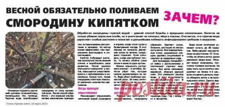Весной обязательно поливаем смородину кипятком