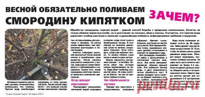 Весной обязательно поливаем смородину кипятком
