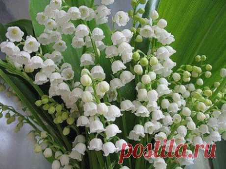 Лекарственные растения. ландыш майский (Convallaria majalis L.)