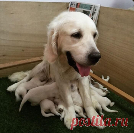 Гордые собаки-мамочки со своими щенками, глядя на которых сердце тает само собой
