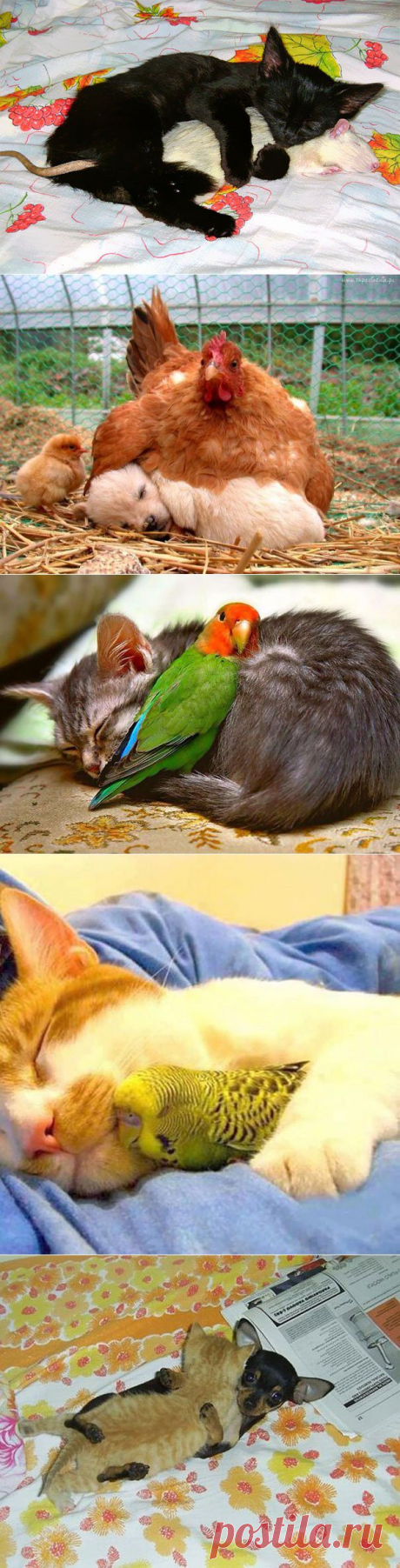 Необычные спящие друзья, которые растопят ваше сердце | Дай лапку