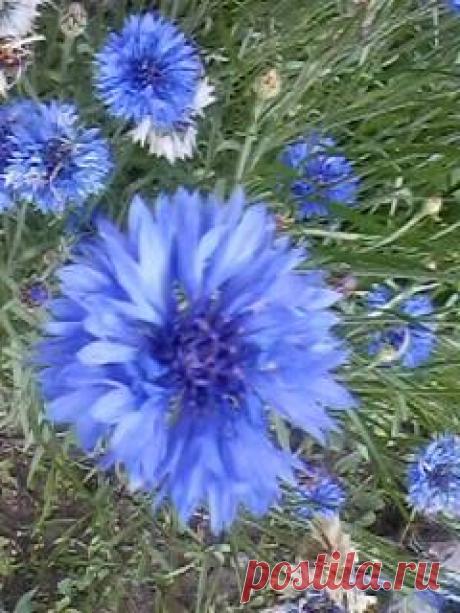 Людмила Полякова