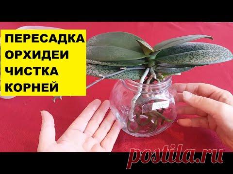 ЧИСТКА КОРНЕЙ