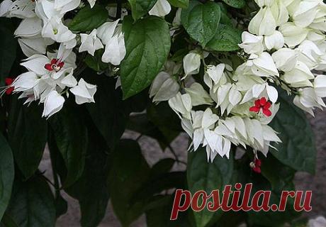 Клеродендрум (Clerodendrum)